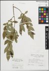 Foto von Salix pentandra L.